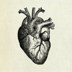 heart-medical-drawing-300x300