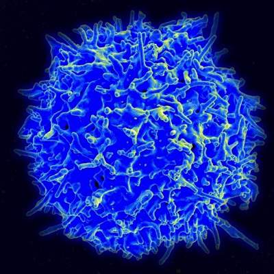 Healthy Human TCell
