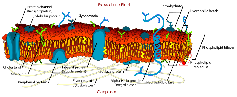 Cell_membrane