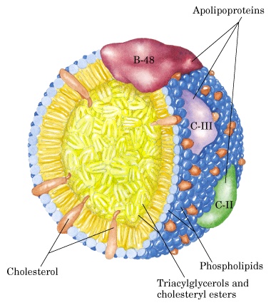 chylomicronpic