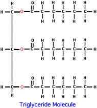 triglyceride