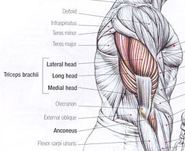 Anatomie du triceps