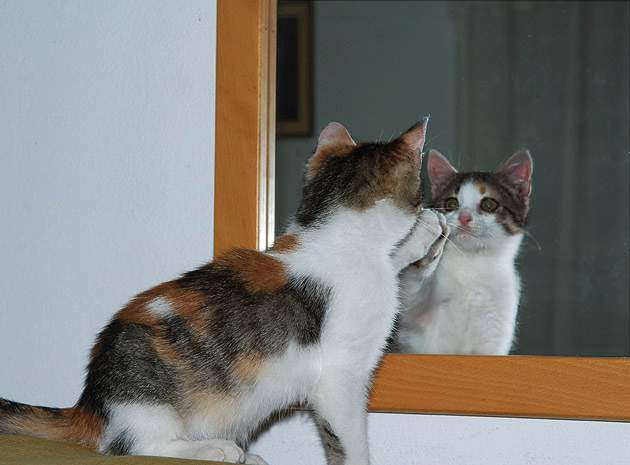 CatAndMirror1