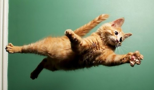 cat-Jumping