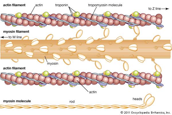 myosin-actin