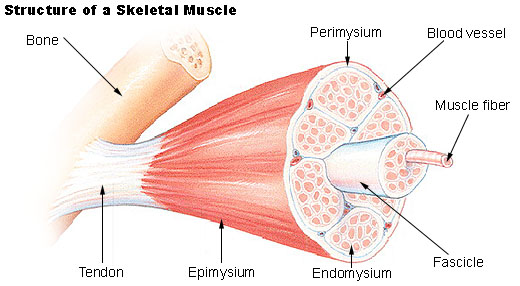 skeletal-muscle