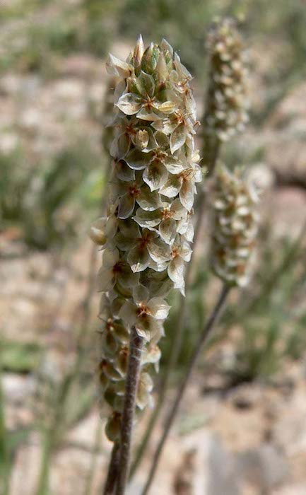 plantago-ovata