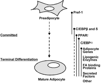 pre-adipocyte