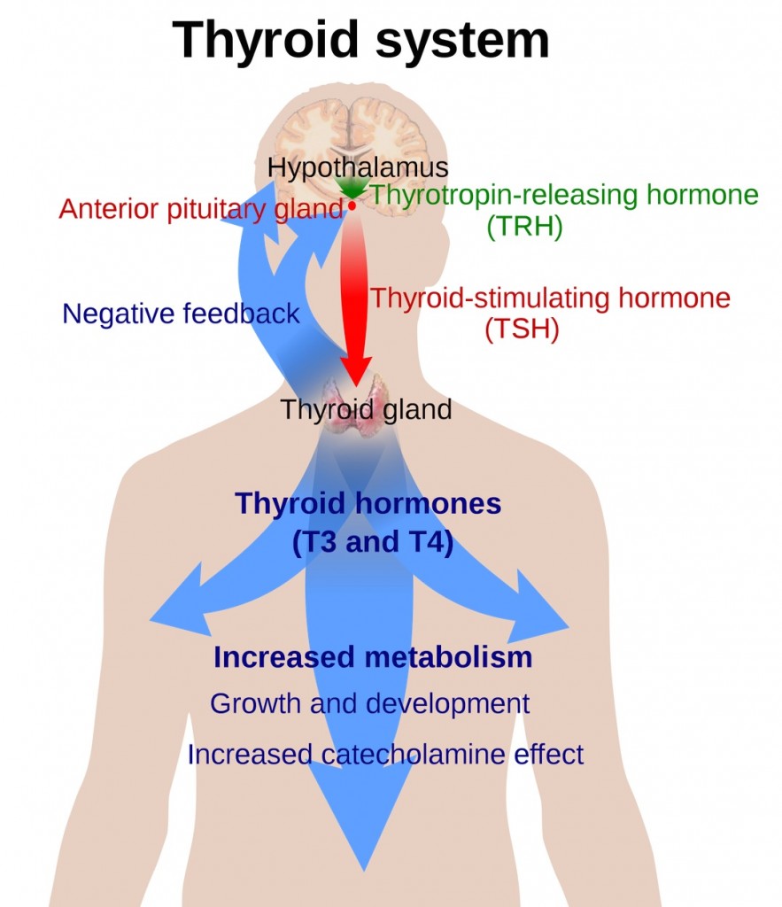 thyroid-system