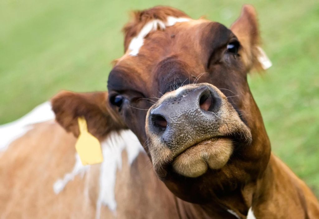 happy-cow